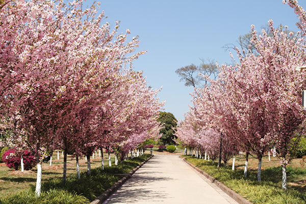 3 Spring 作者 Gordon.jpg